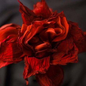 adam waltner instagram